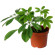 Горшечное растение Шефлера. Изящное растение с большим количеством зеленых листочков.