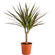 Комнатное растение Драцена. Популярное комнатное растение - прекрасный подарок для любителей выращивать что-то дома.